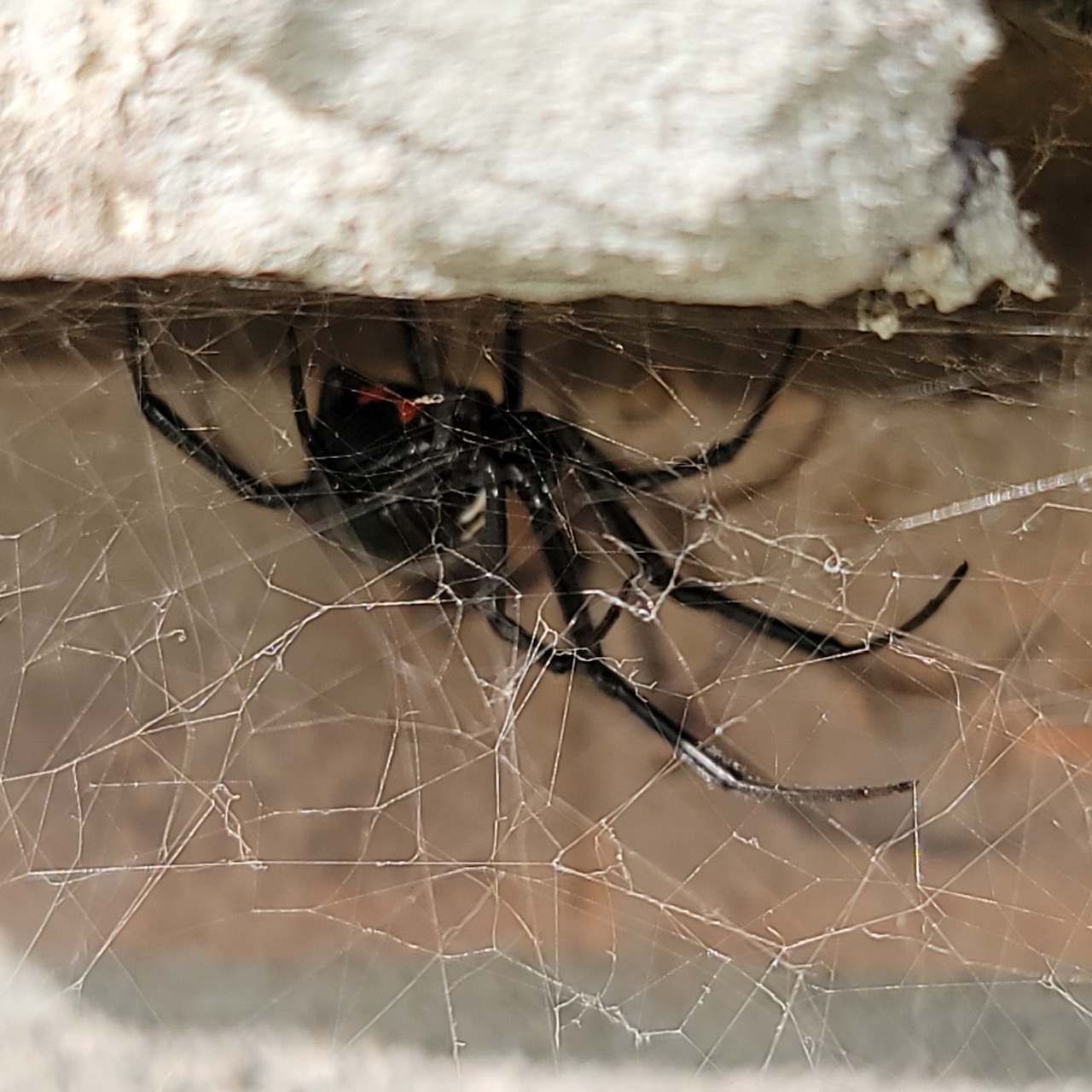 Bobbi Ray's Termite & Pest Control Image