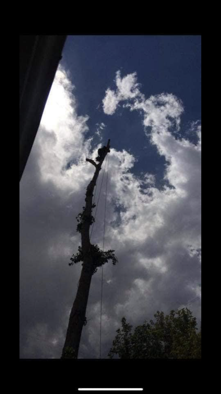 MT Tree Services LLC Image