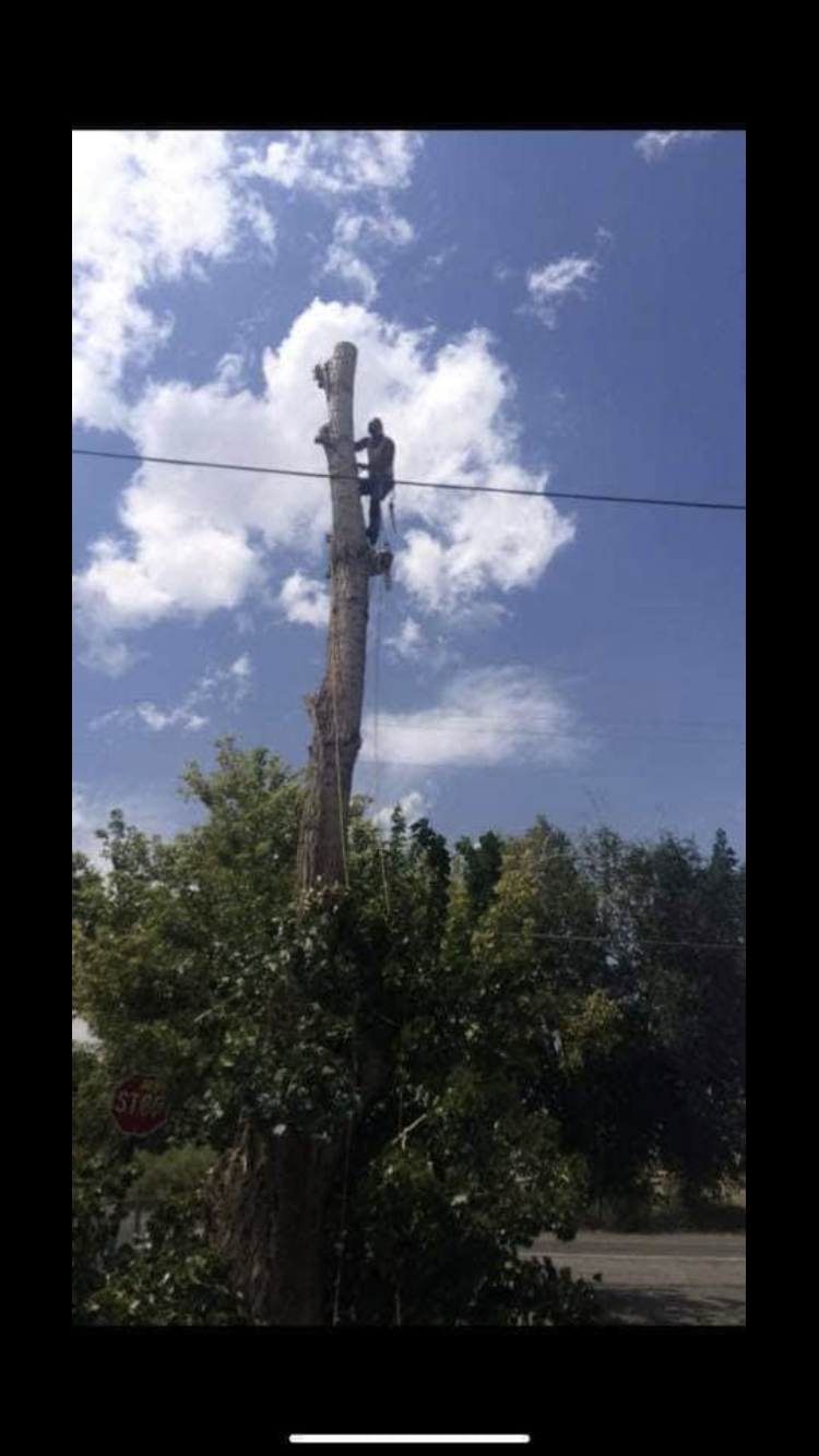 MT Tree Services LLC Image