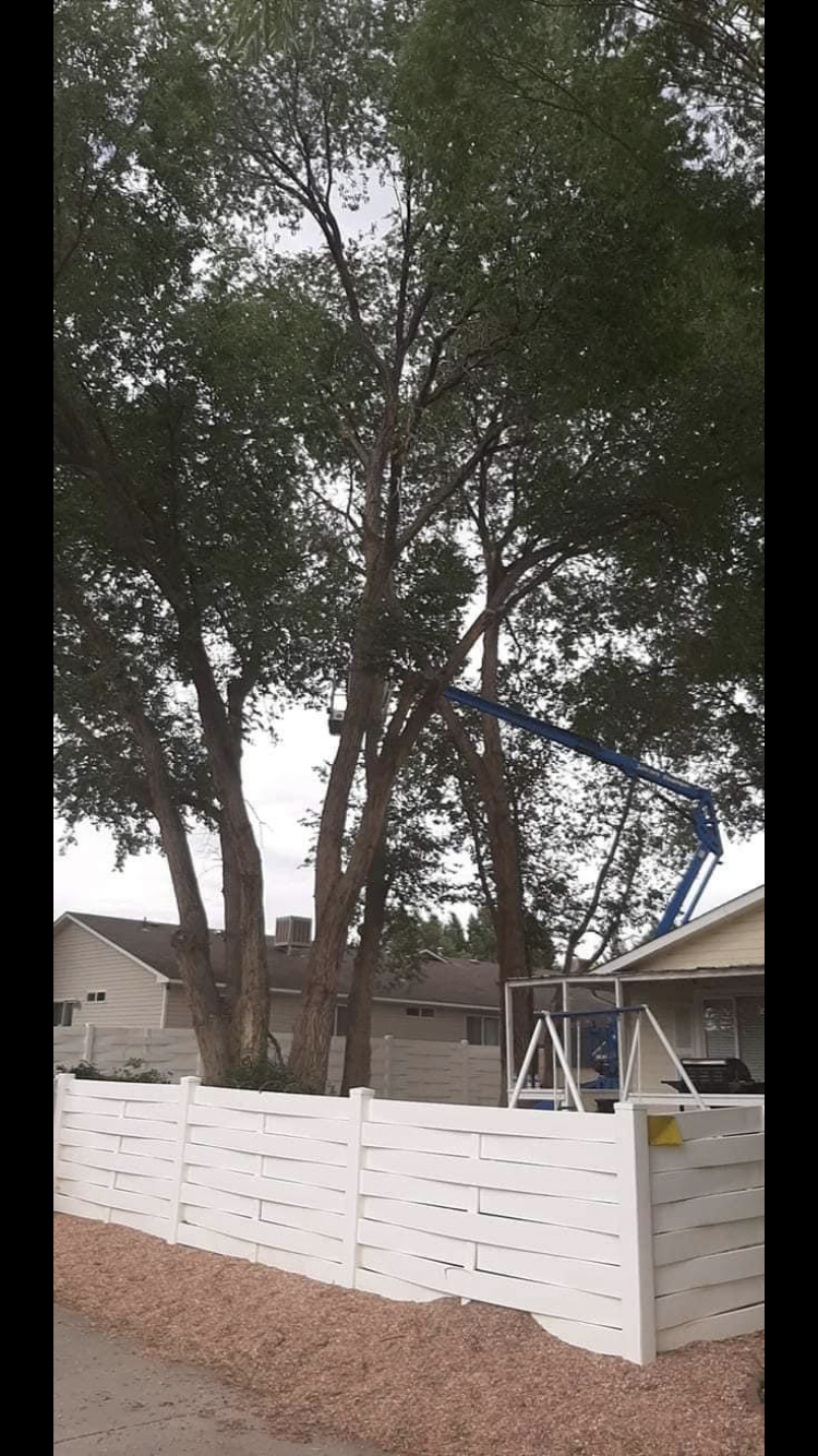 MT Tree Services LLC Image
