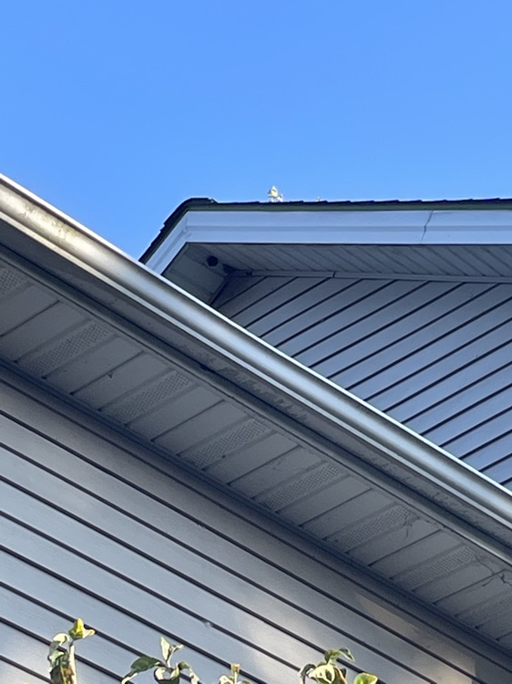 Greenix Pest Control Image