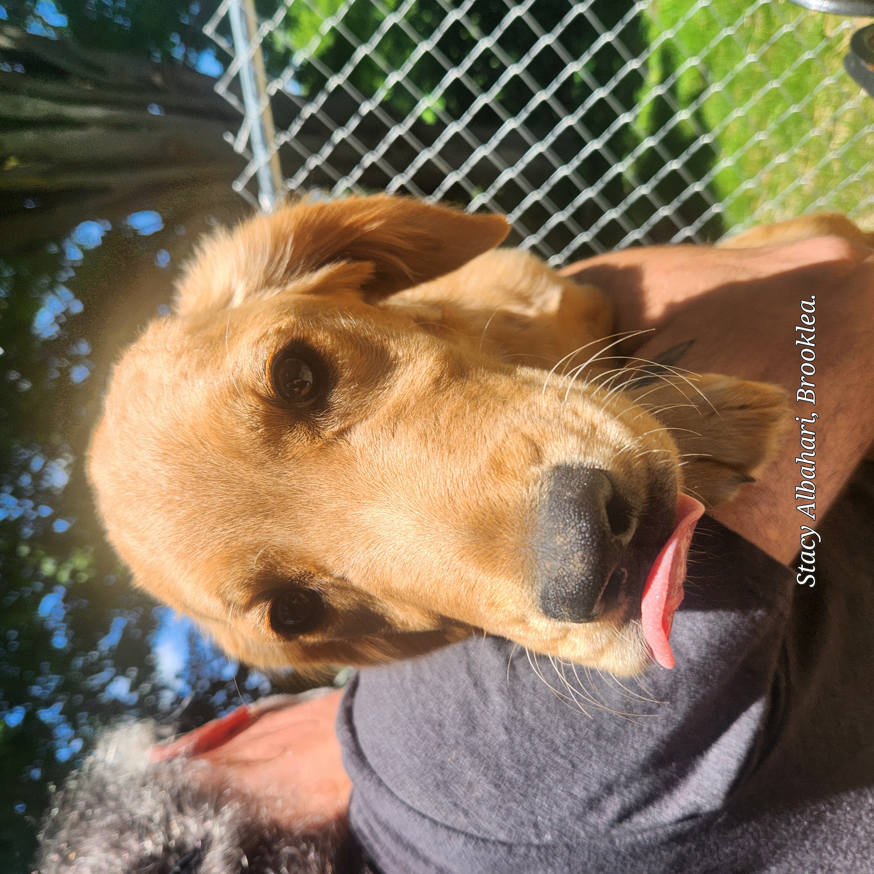 Brooklea Beauties Image