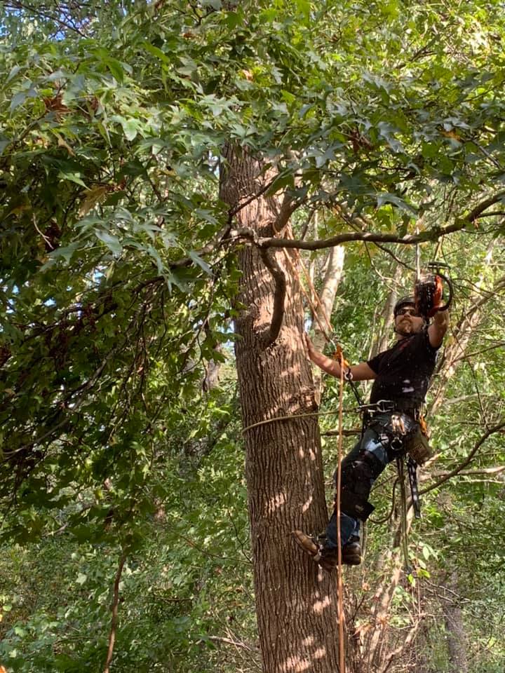 Dixie Arbor Care Image