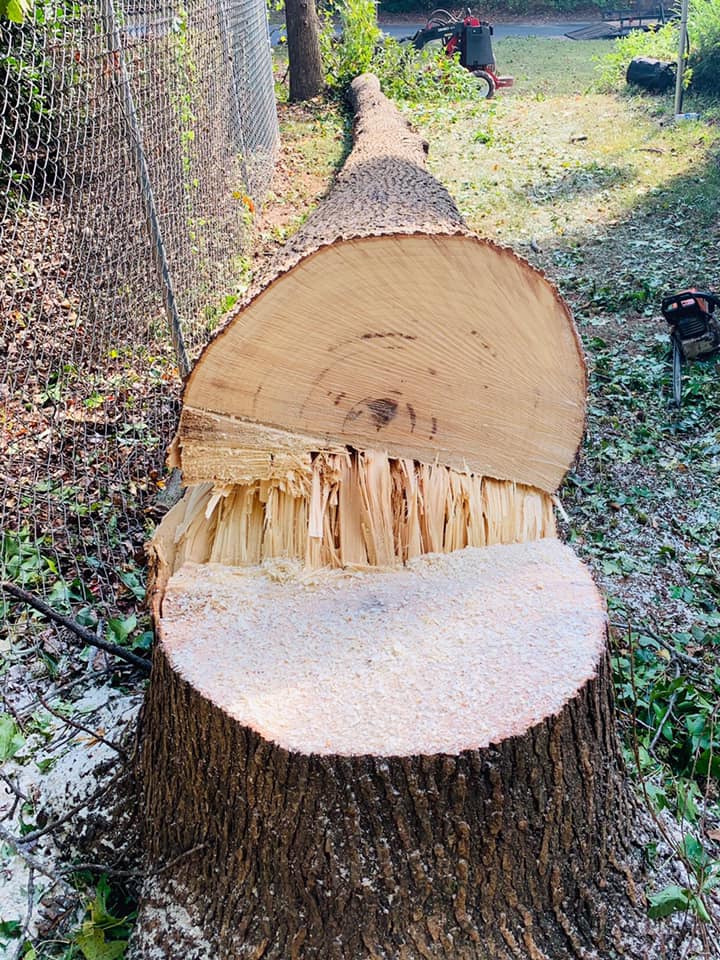 Dixie Arbor Care Image