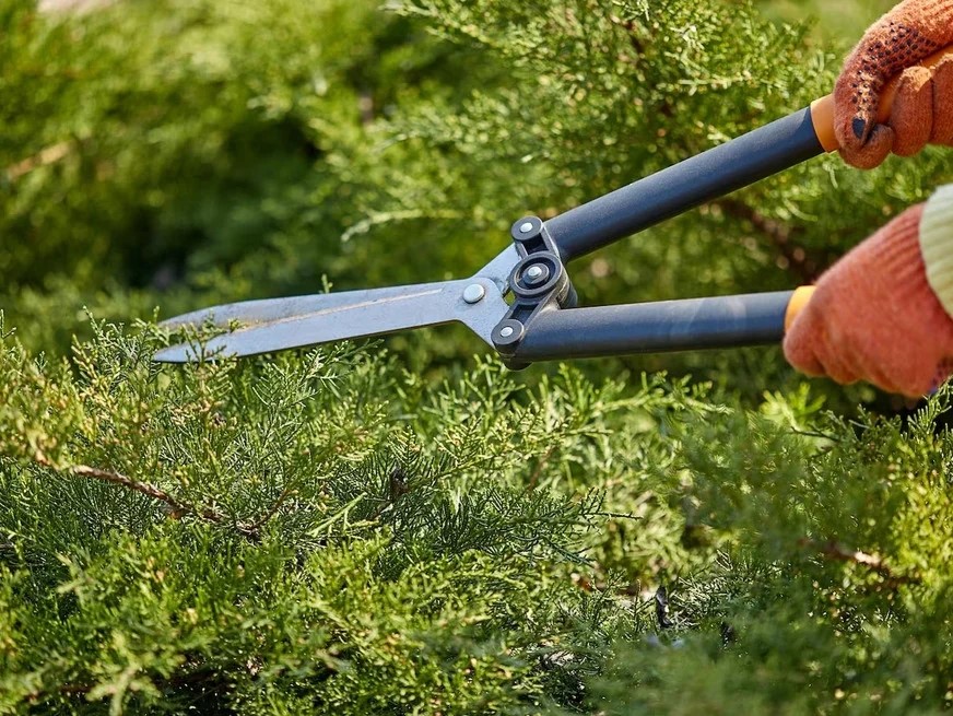 Geo Tree Service Image