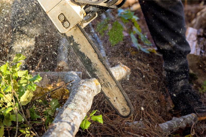 Grand Rapids Tree Service Logo