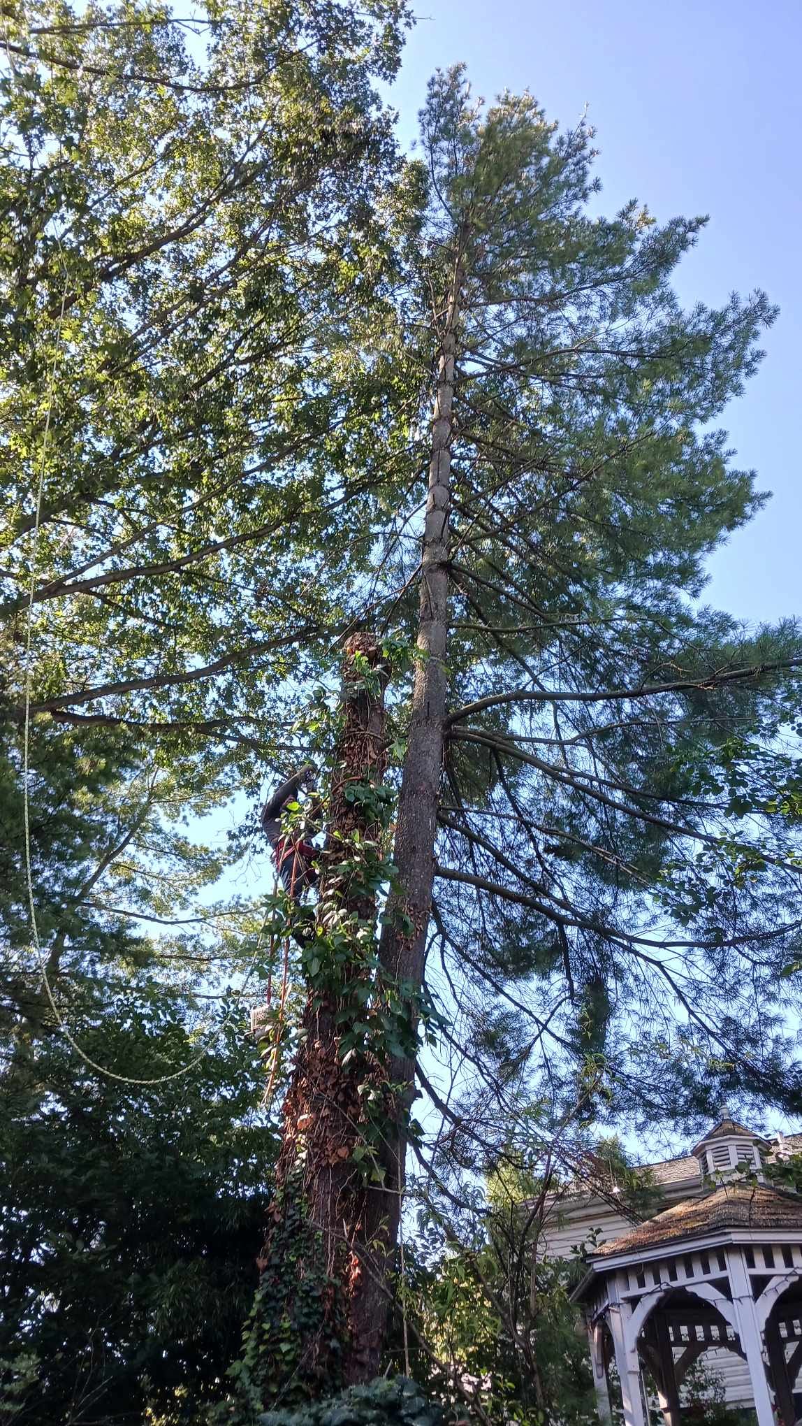 Maco Tree & Landscaping Image
