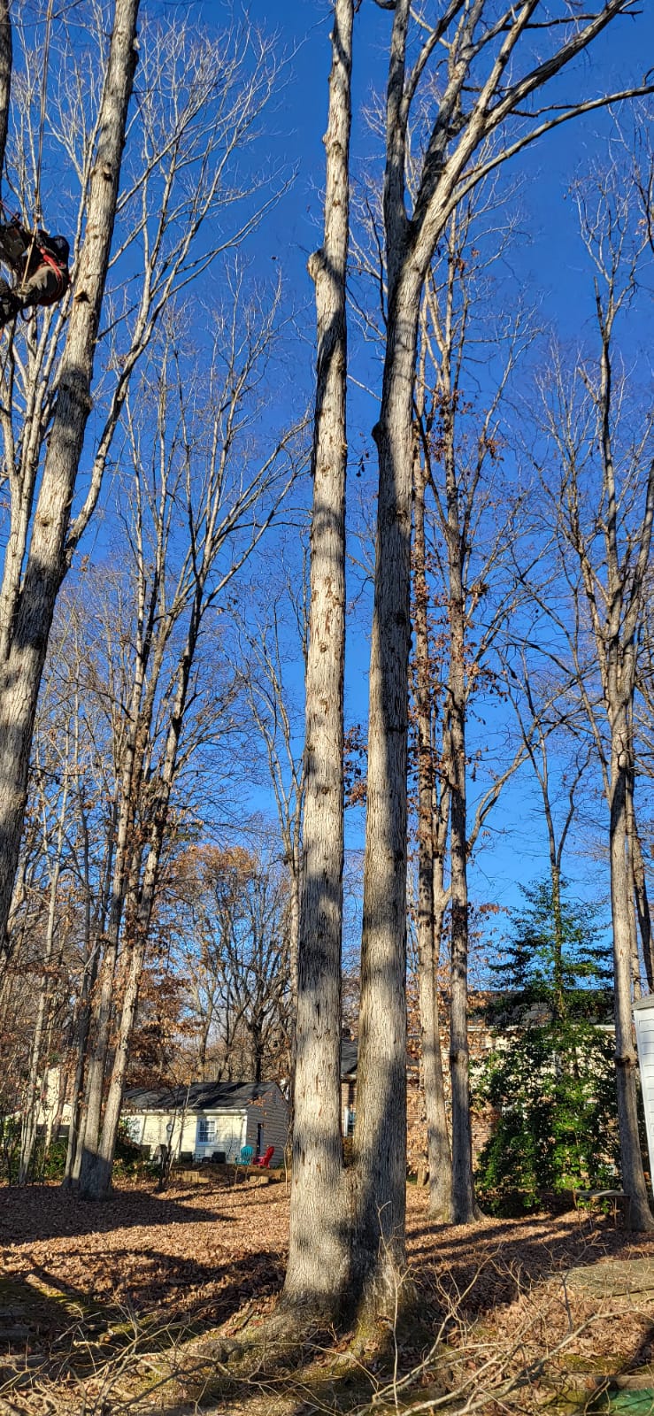 Maco Tree & Landscaping Image