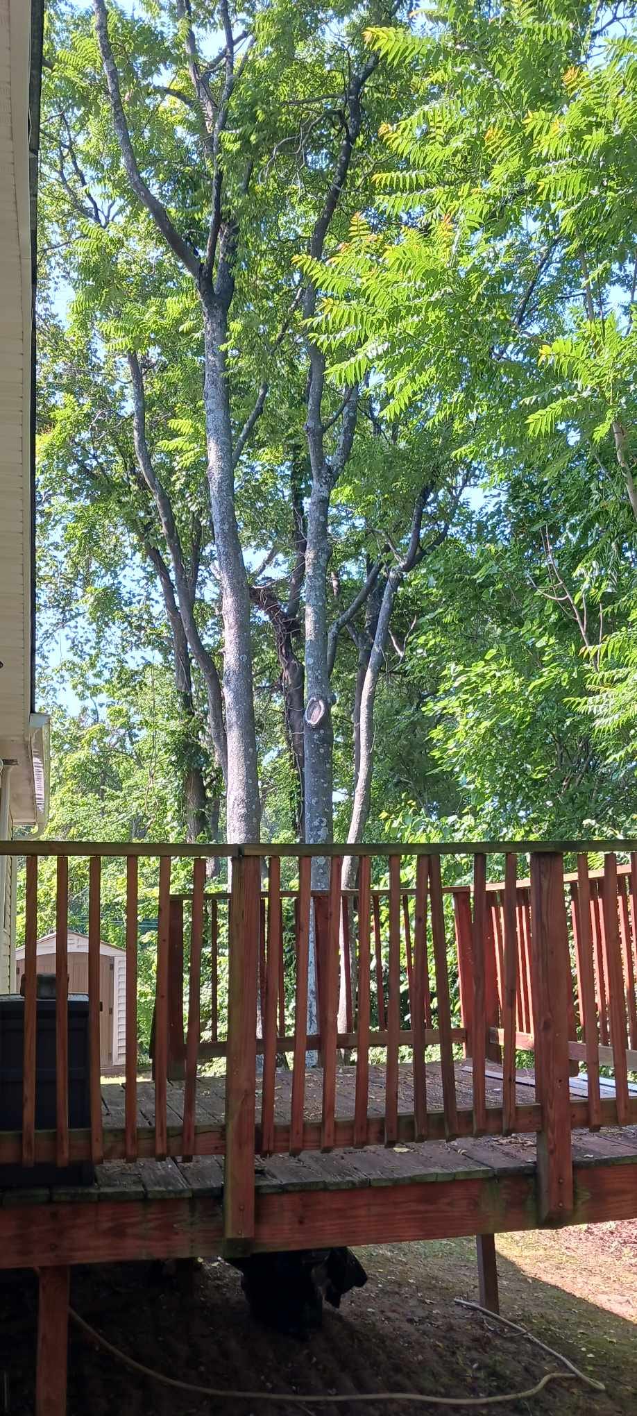 Maco Tree & Landscaping Image