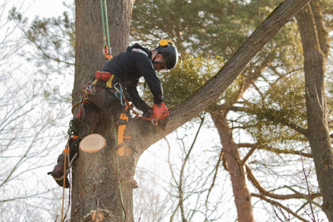 Centralia Tree Service Logo
