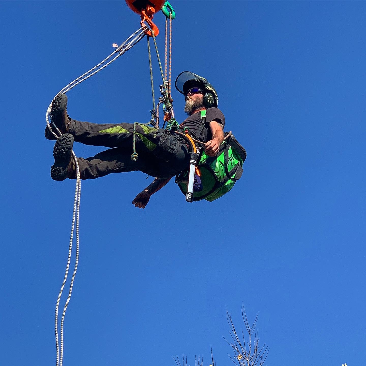 Scarlett Oaks Tree Care Image