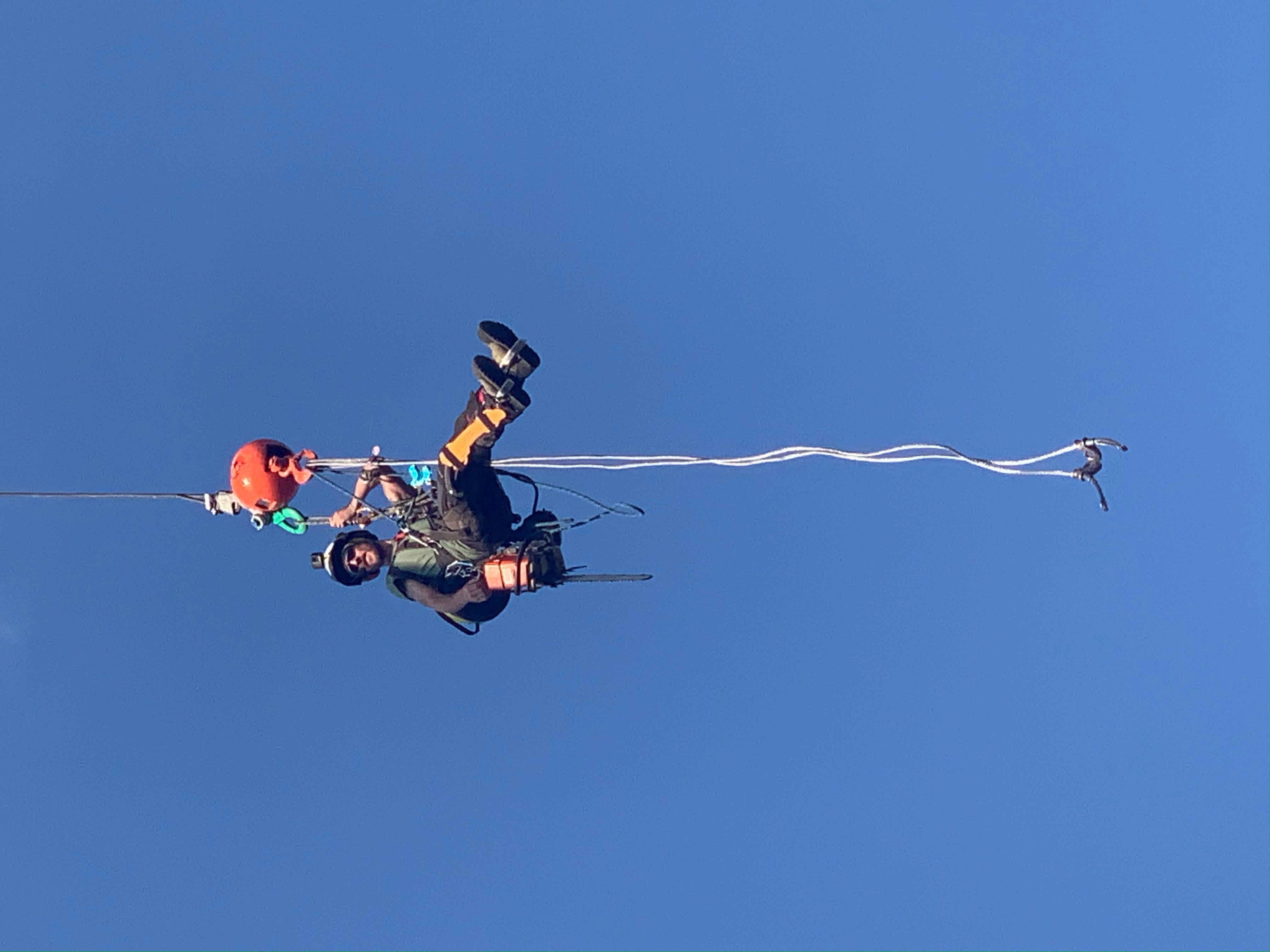 Scarlett Oaks Tree Care Image