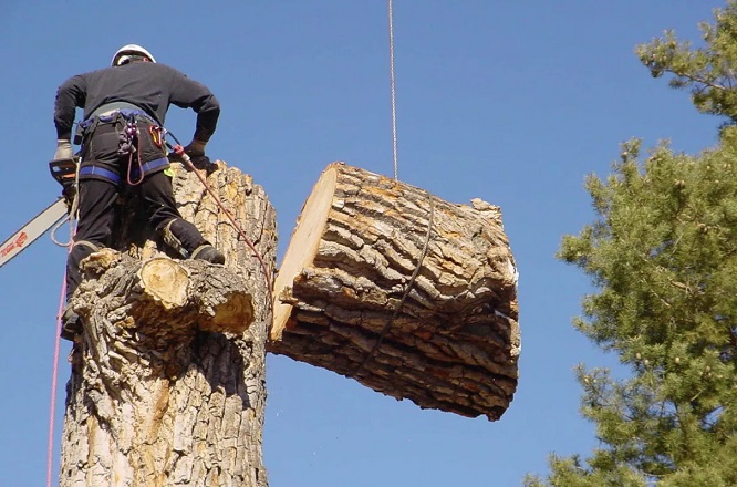 Ann Arbor Tree Removal Image