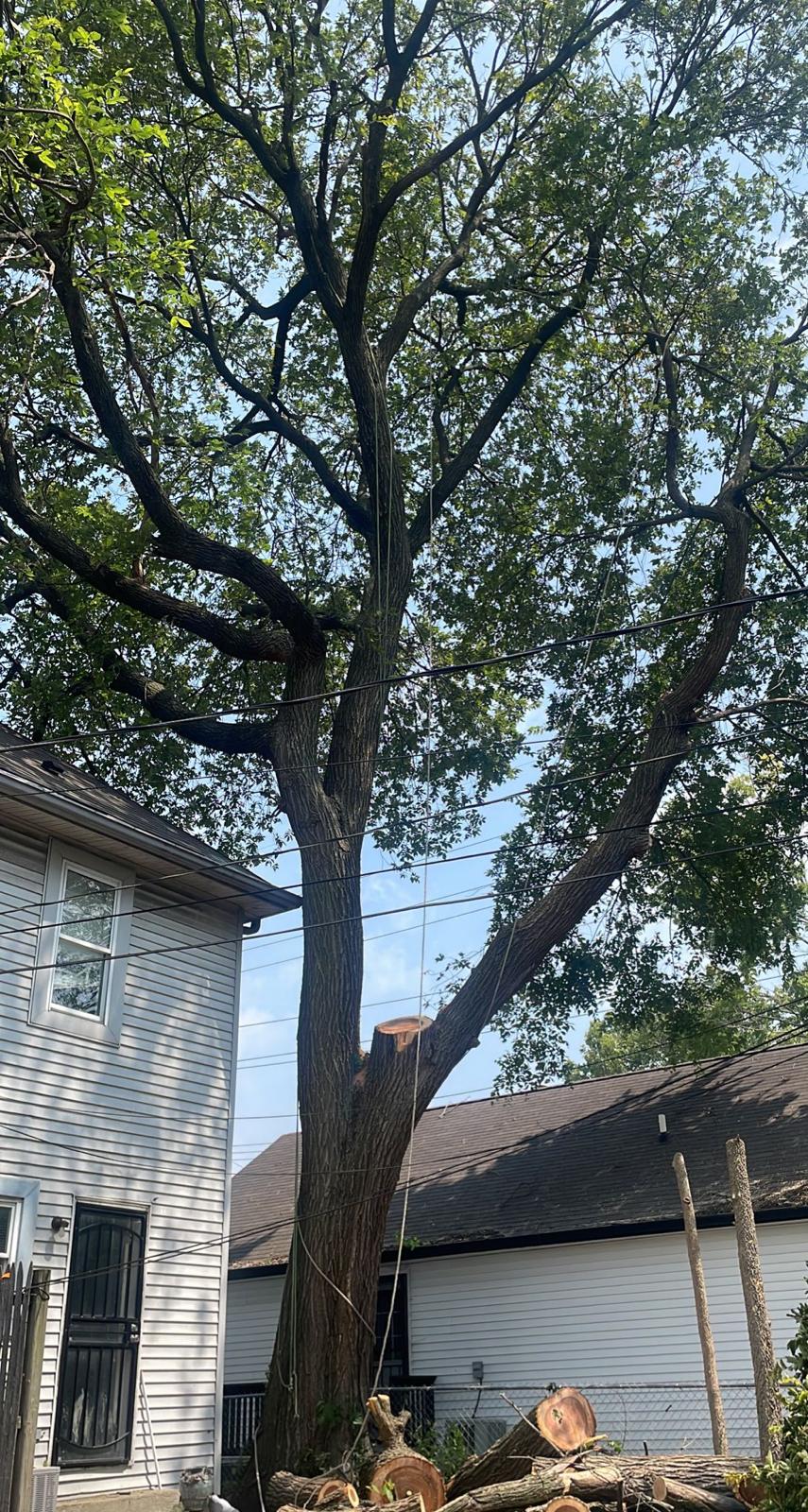 Branch Out Tree Company LLC Image