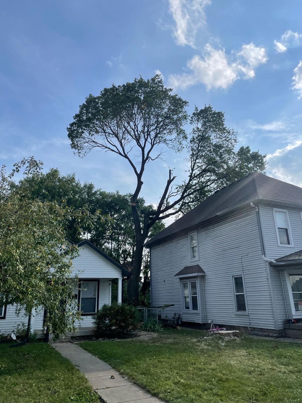 Branch Out Tree Company LLC Image