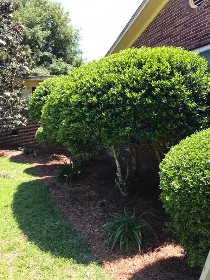 Perez and Sons Landscaping Image