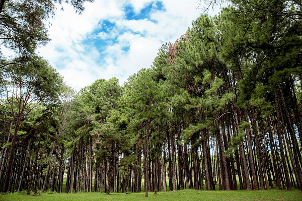 Norman Ok Tree Service Image