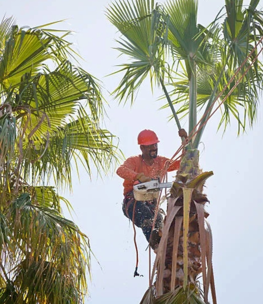 Brea Tree Services & Arbor Care Image