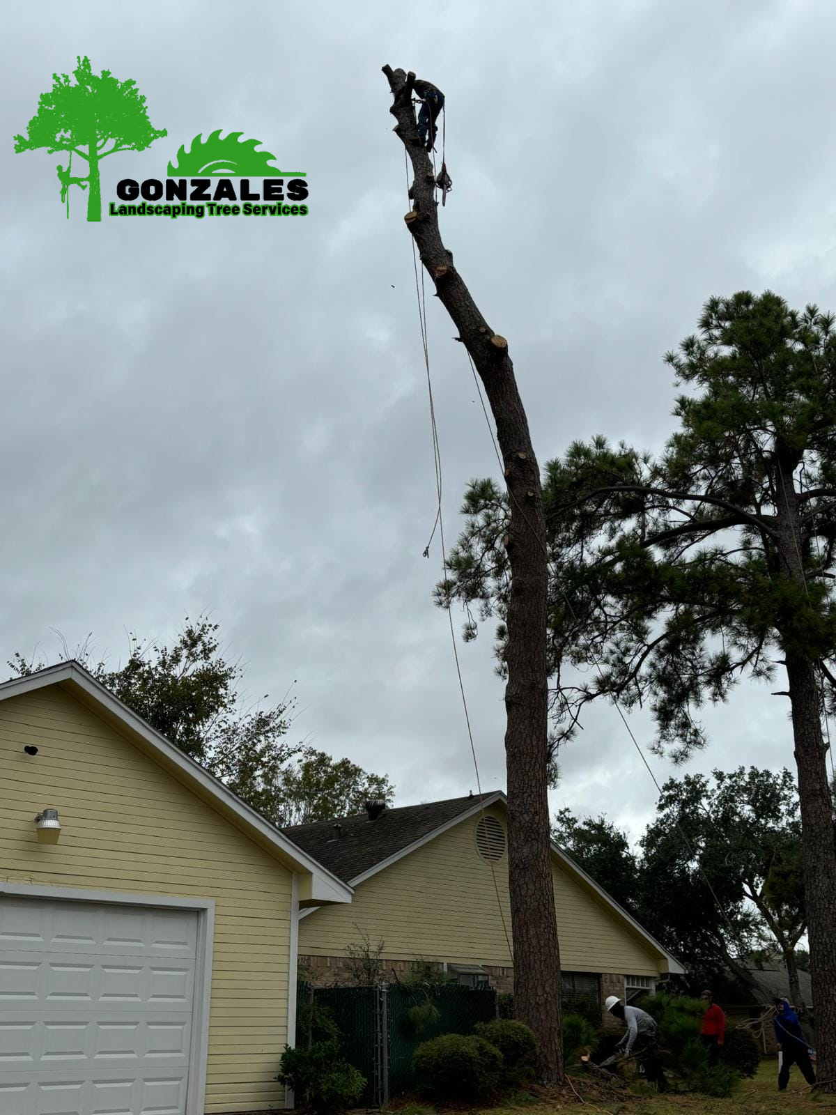 Gonzales Landscaping Tree Service Image