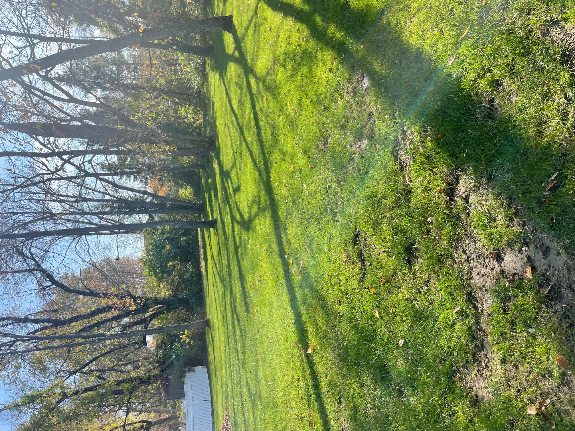 Tampa Landscaping Services LLC Image