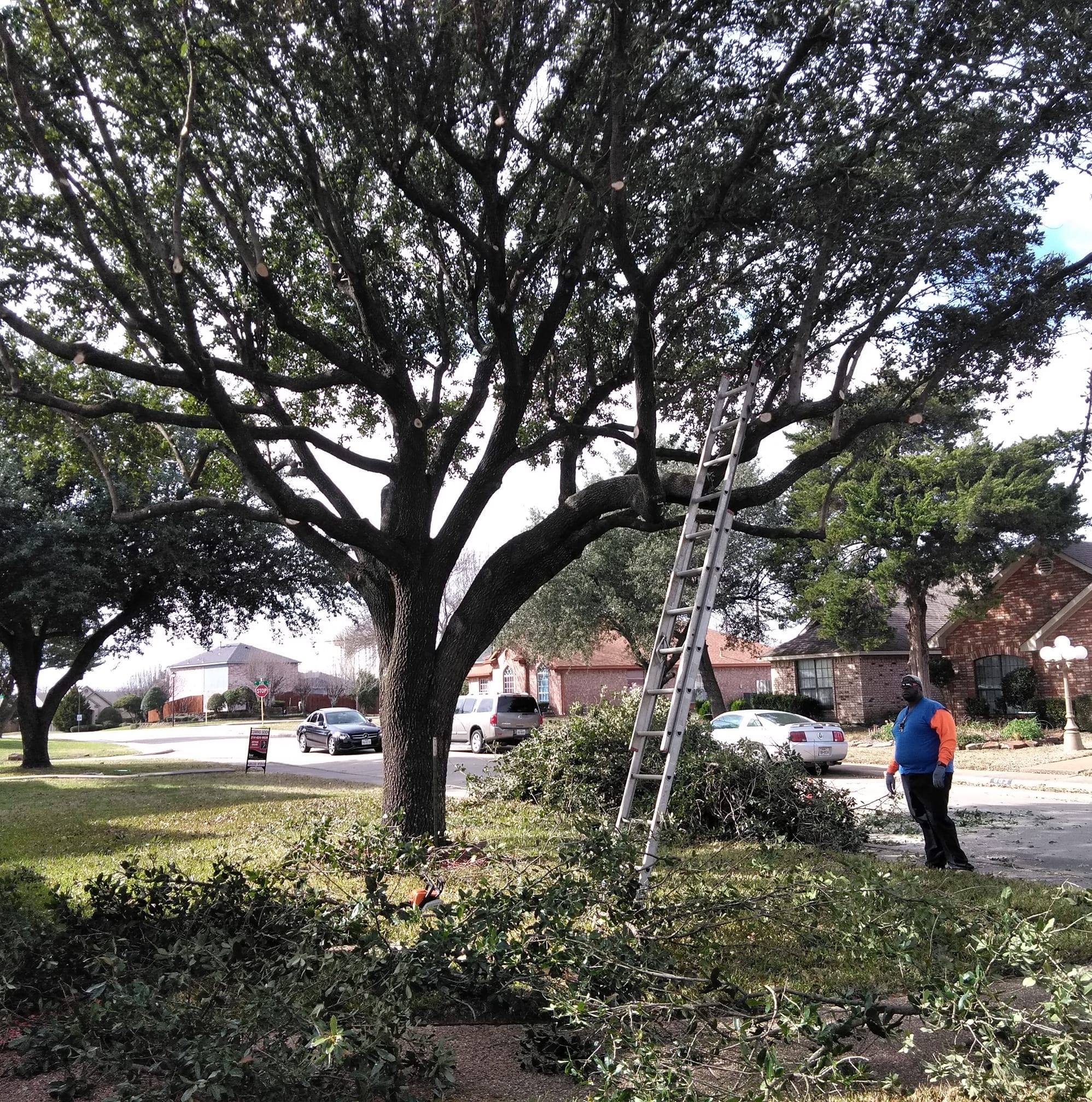 ARTURO TREE SERVICES Image