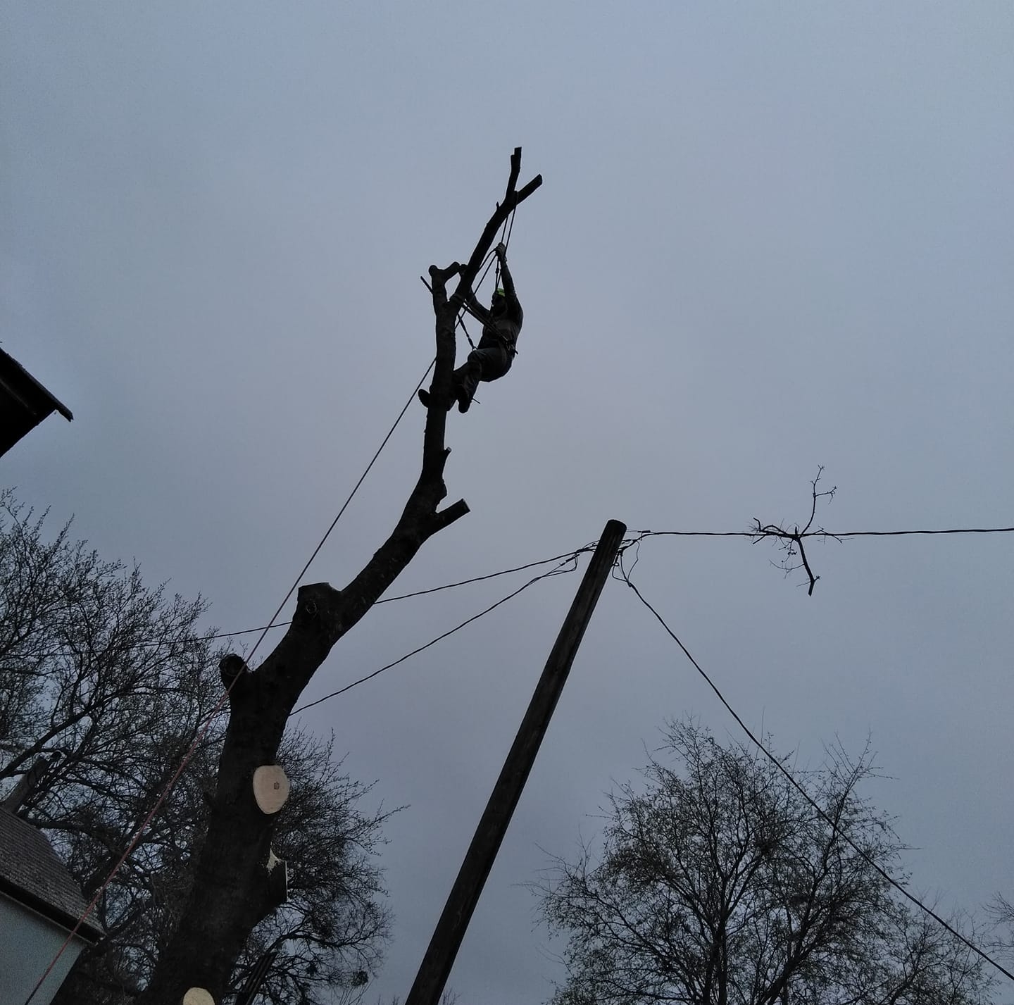 ARTURO TREE SERVICES Image