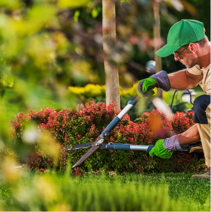 Tree Services San Diego Image