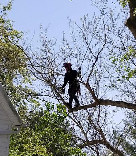 Hoffman Expert Tree Services LLC Image