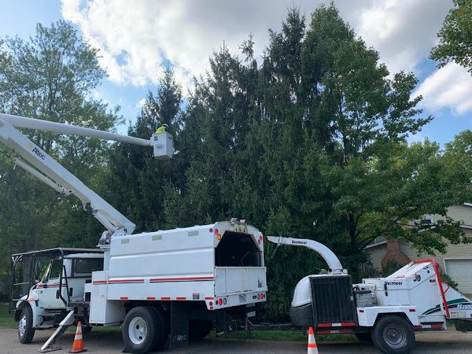 Hoffman Expert Tree Services LLC Image