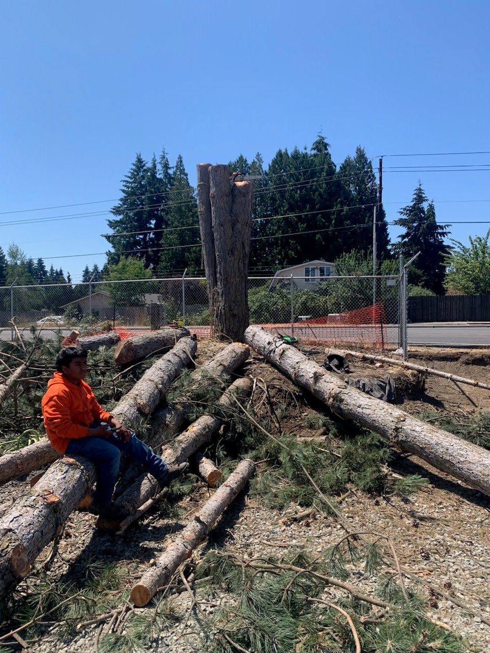 Amazonas Tree Services Image