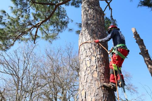 A Cajun Tree Cutters Image