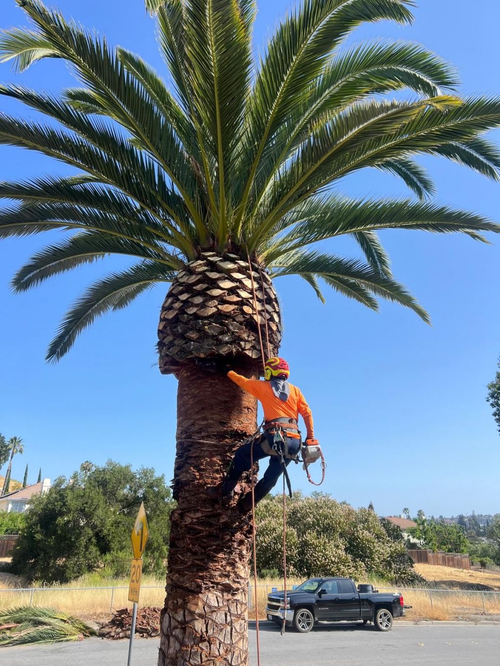 Lucatero Tree Services Image