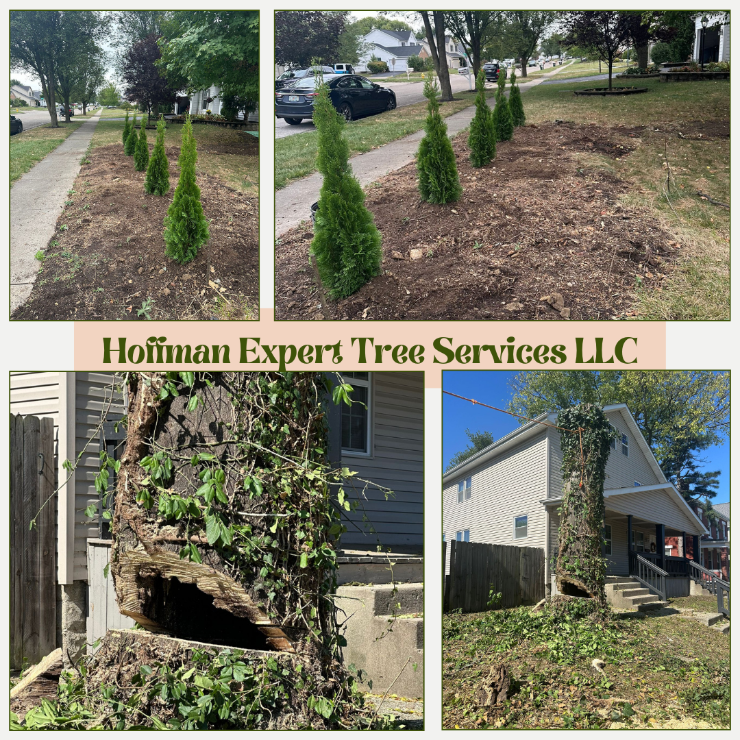 Hoffman Expert Tree Services LLC Image