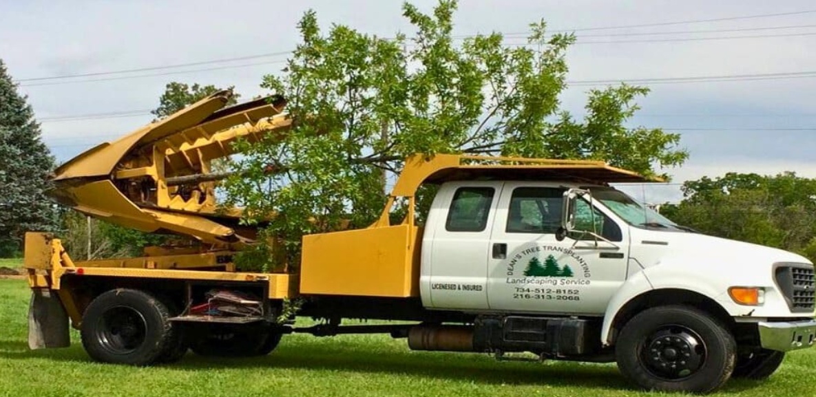Deans Tree Transplanting Image