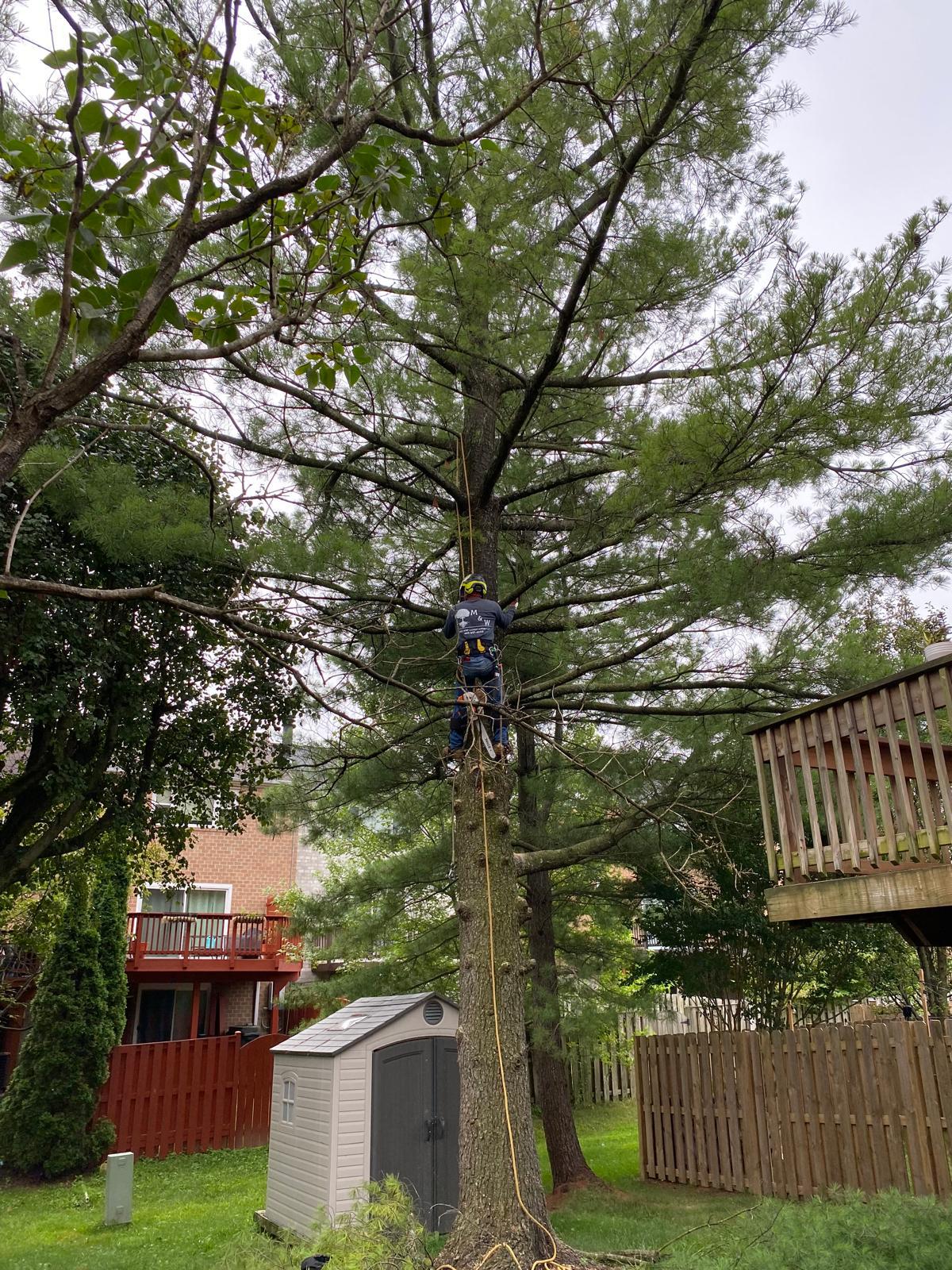 M & W Tree And Landscaping LLC Image
