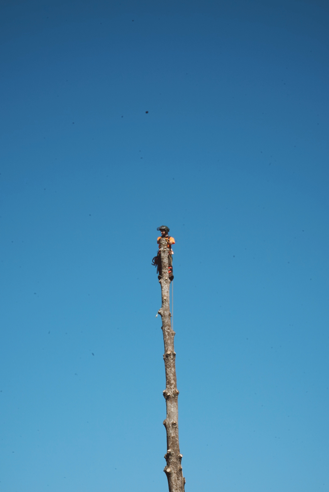 Rocksteady Tree Care Image