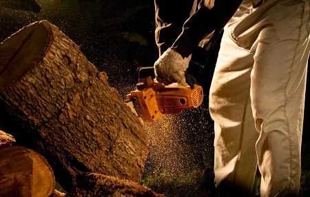 1 Tree Emergency Image