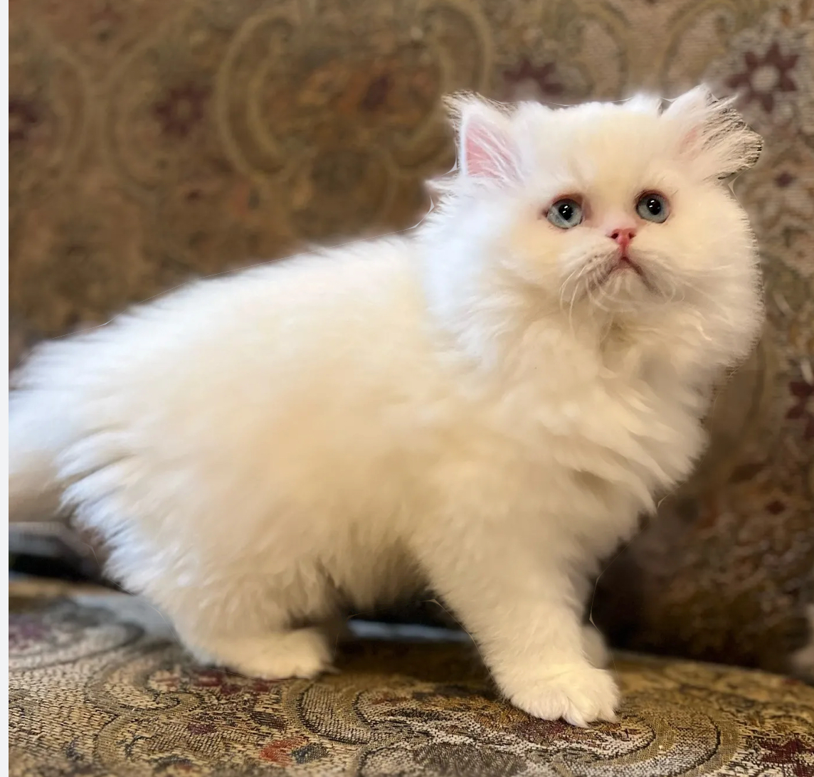 Ragdoll Persian Cattery Texas Image