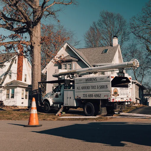 Andrew's All Around Tree & shrub Image