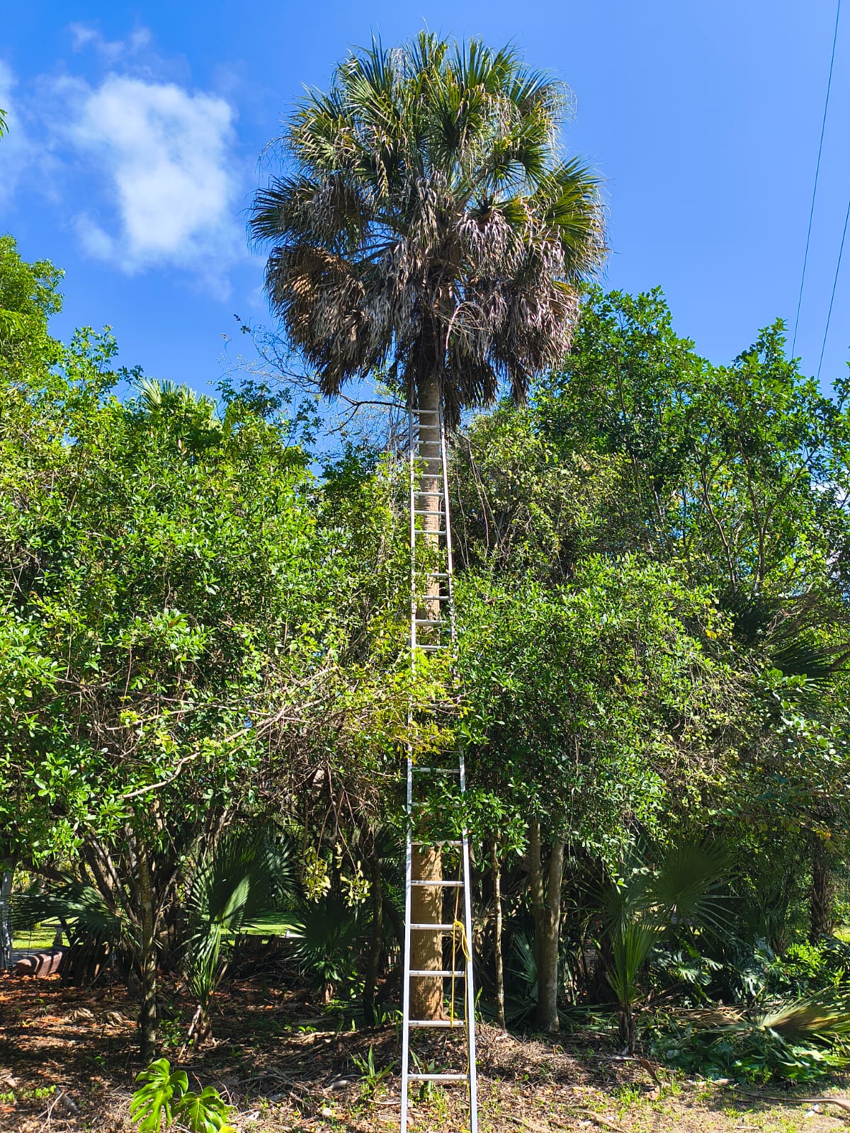 ALG Landscaping LLC Image