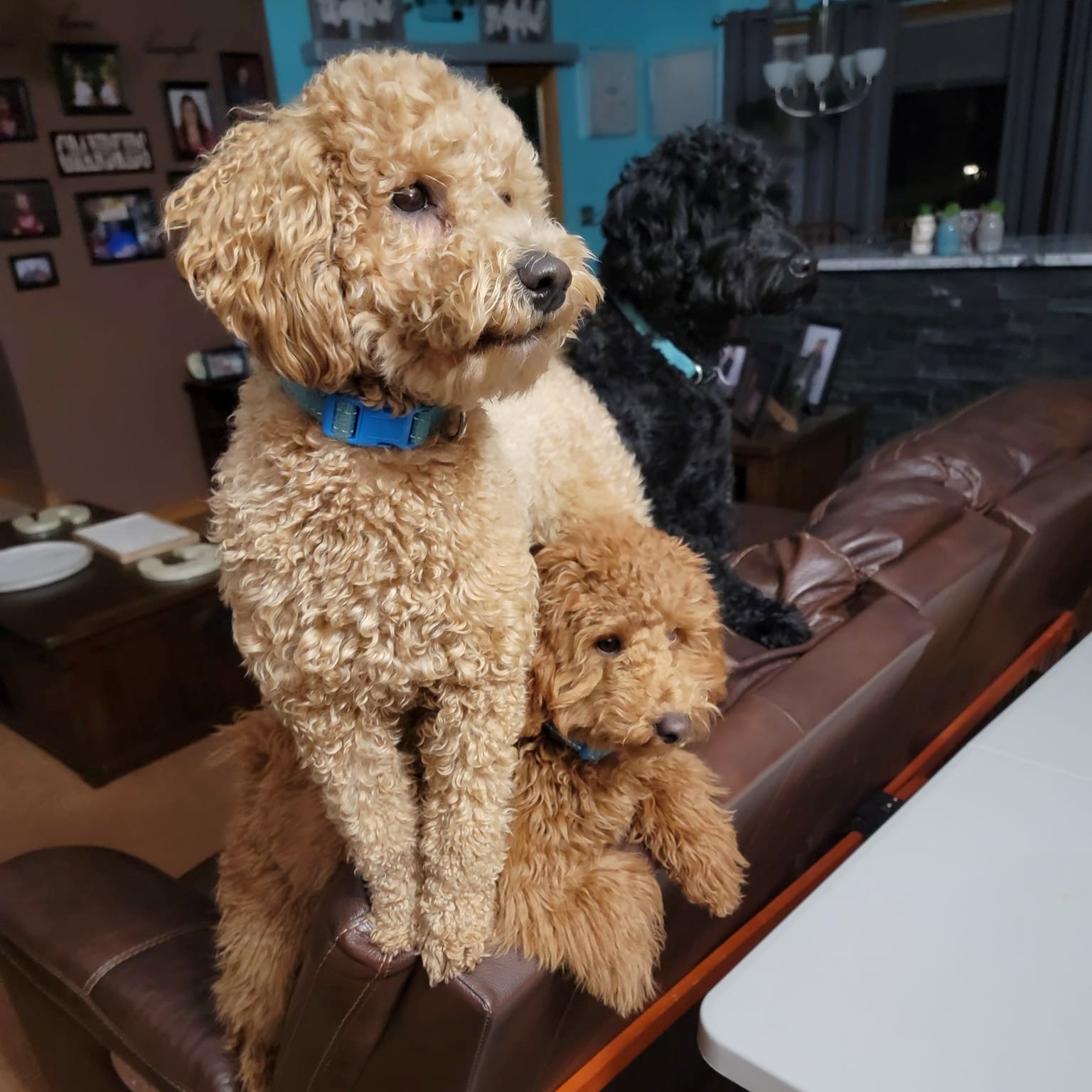 Top Notch Paws Puppies Image
