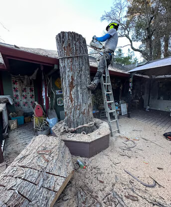 Golden State Tree Care Image