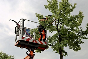 Owasso Tree Services Logo