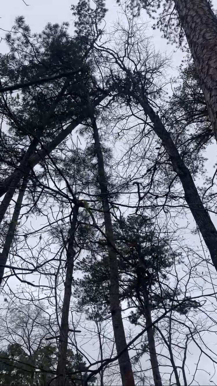 Estrada's Tree & Landscaping Services LLC Image