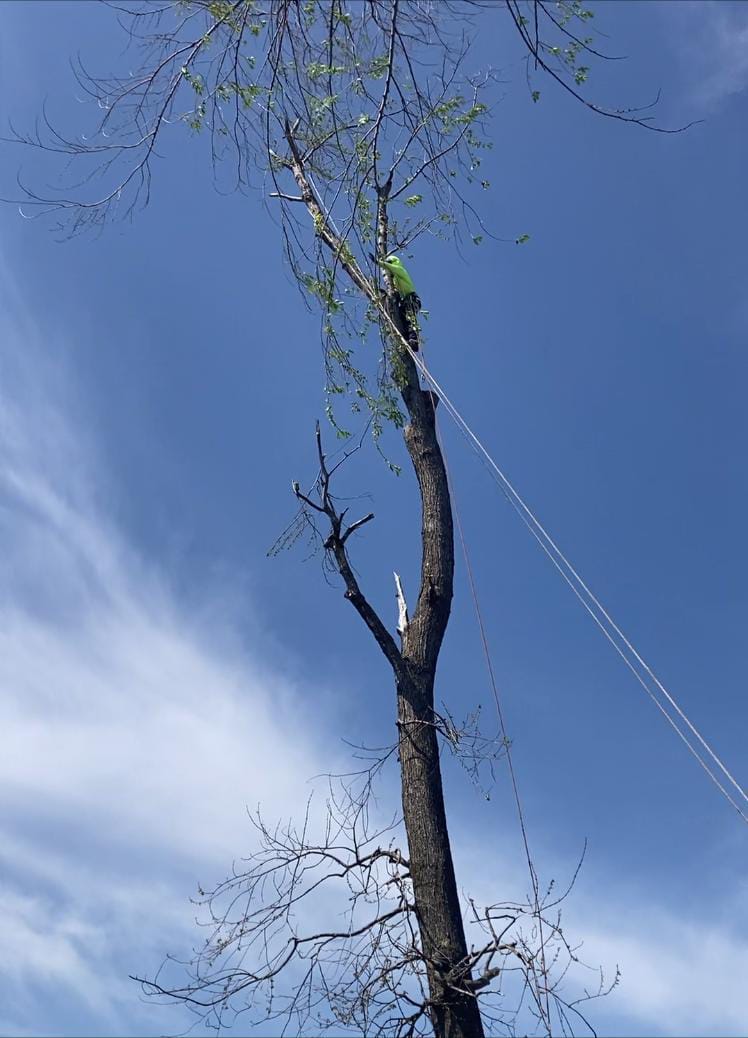 Estrada's Tree & Landscaping Services LLC Image