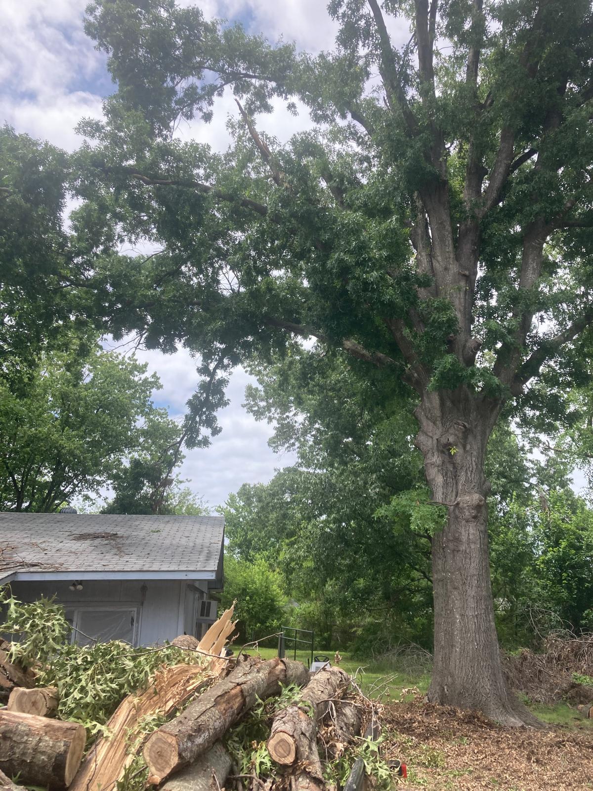 Estrada's Tree & Landscaping Services LLC Image