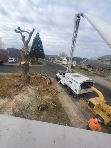 Usa tree service Image