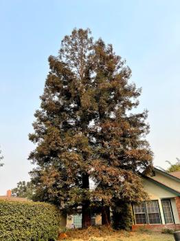 Visalia Tree Service, LLC Image