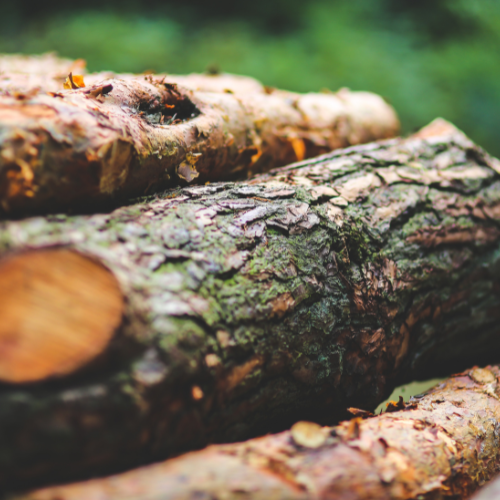 Oxnard Tree Service Experts Image