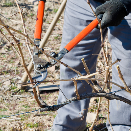 Edmonds Tree Service Image